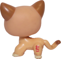 #1120 Shorthair Cat