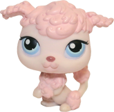 #0048 Poodle