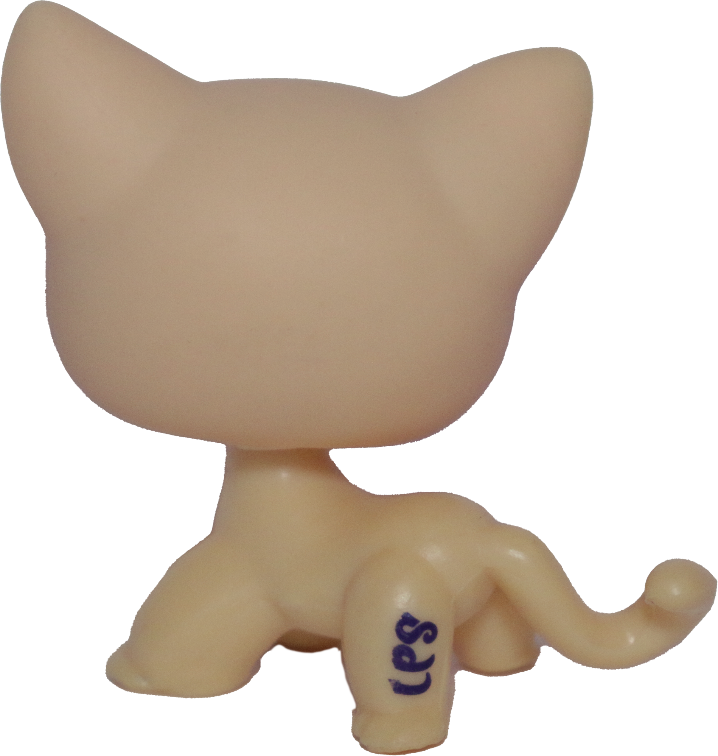 #1962 Shorthair Cat