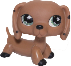 No # Dachshund