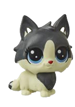 No # Mini Maine Coon Kitten