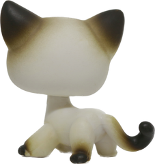 #0005 Shorthair Cat
