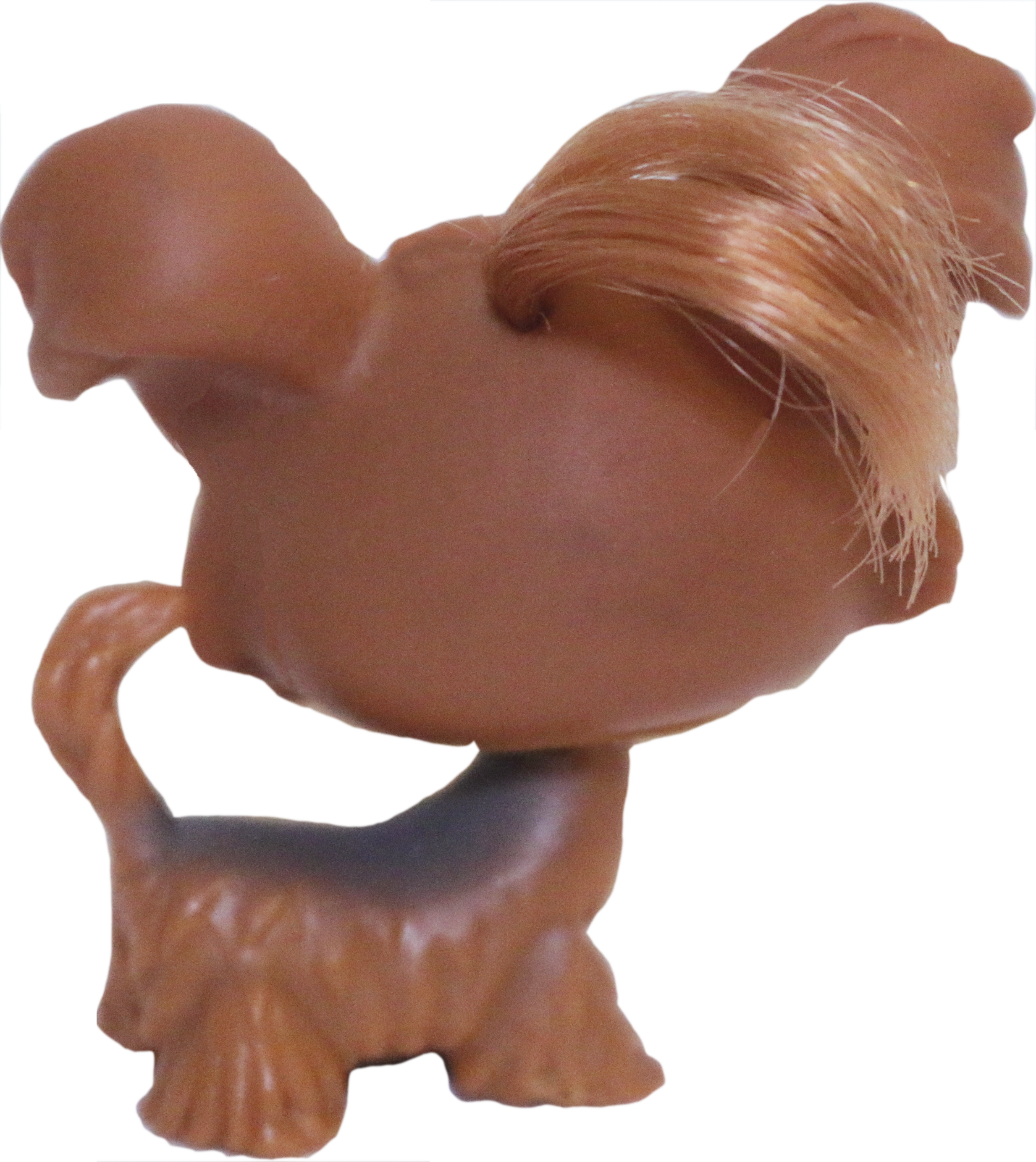 #0006 Shi Tzu