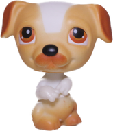 #0040 Jack Russell