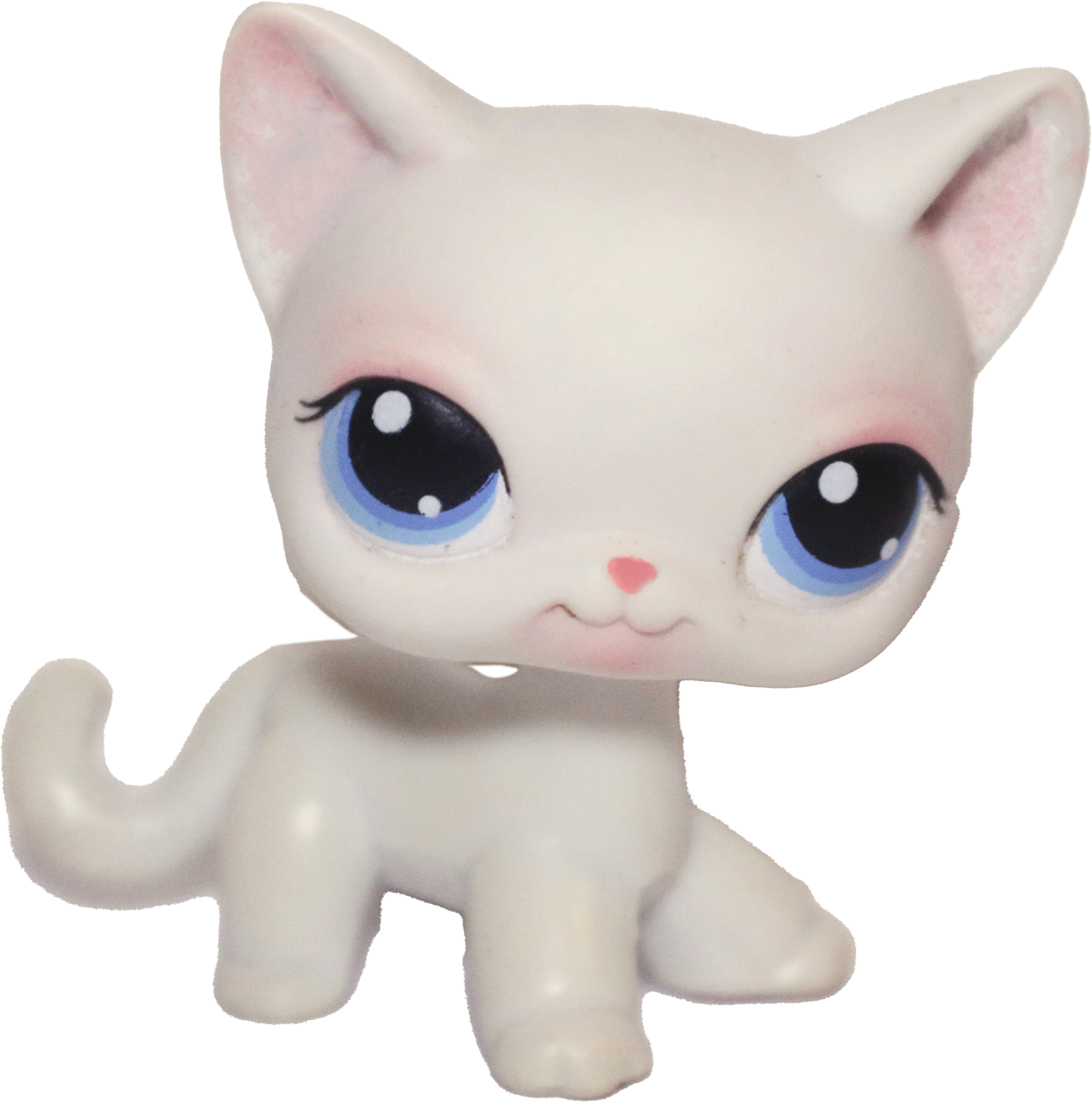 #0064 Shorthair Cat