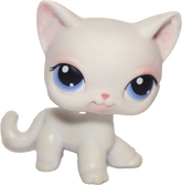 #0064 Shorthair Cat