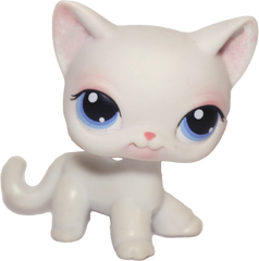 #0064 Shorthair Cat