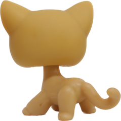 #0071 Shorthair Cat