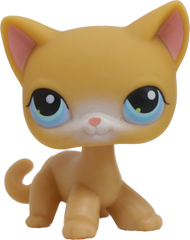 #0071 Shorthair Cat
