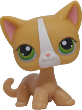 #0072 Shorthair Cat