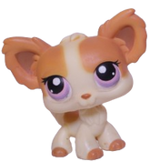 #0096 Chihuahua