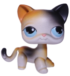 #0106 Shorthair Cat