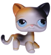 #0106 Shorthair Cat