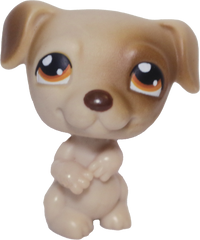 #0109 Jack Russell