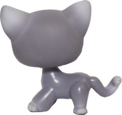 #0126 Shorthair Cat