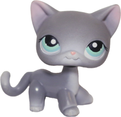 #0126 Shorthair Cat