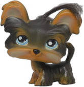 #0141 Shi Tzu