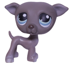 #0319 Greyhound