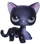 #0336 Shorthair Cat