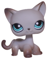 #0391 Shorthair Cat