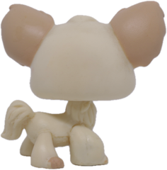 #0438 Chihuahua