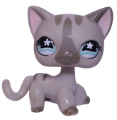 #0468 Shorthair Cat