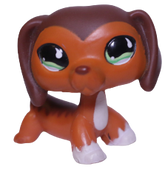 #0675 Dachshund