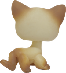 #0816 Shorthair Cat