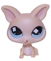 #0837 Chihuahua