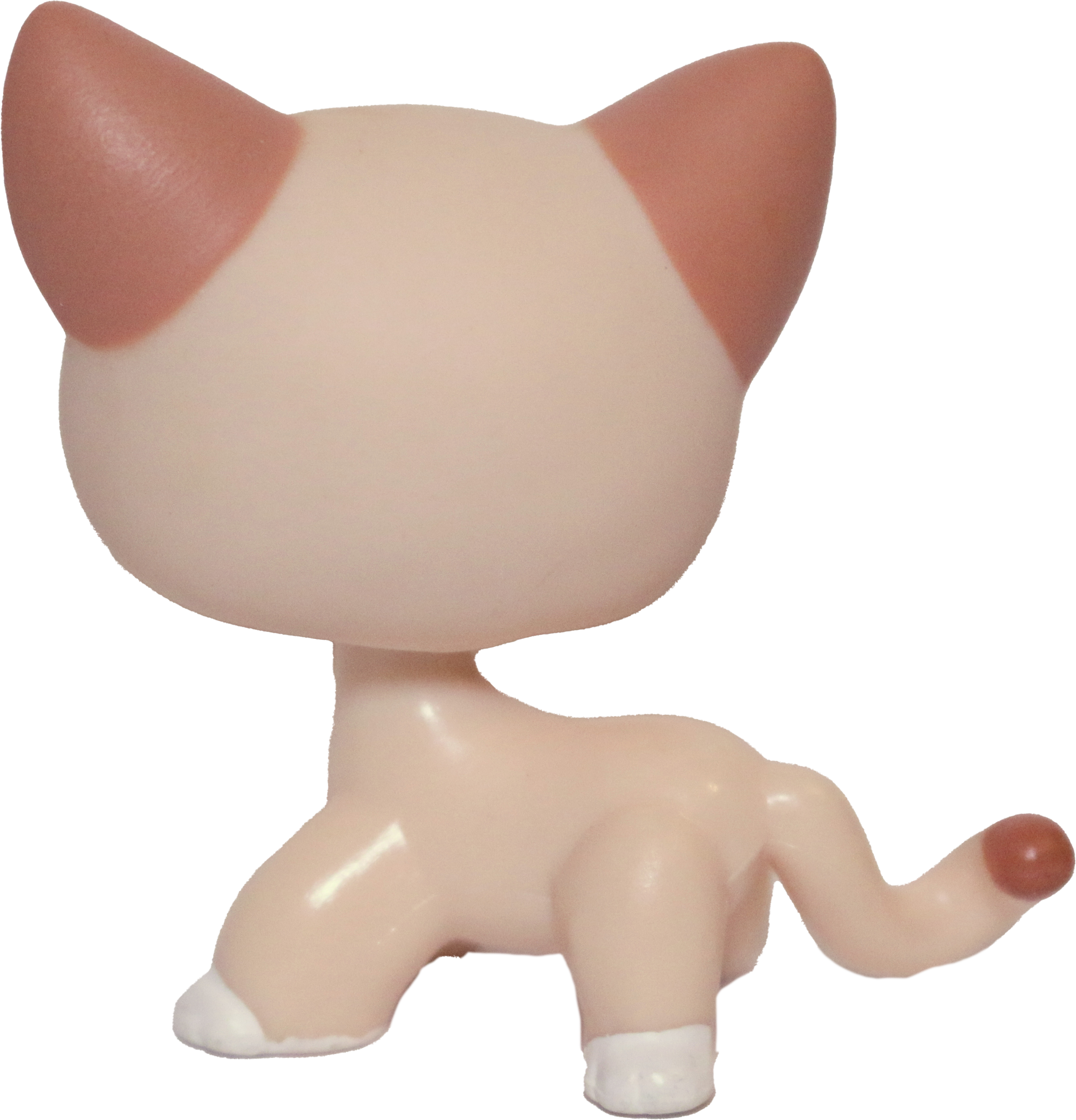 #0852 Shorthair Cat