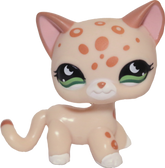 #0852 Shorthair Cat