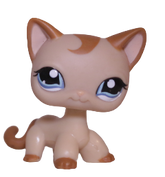 #1024 Shorthair Cat