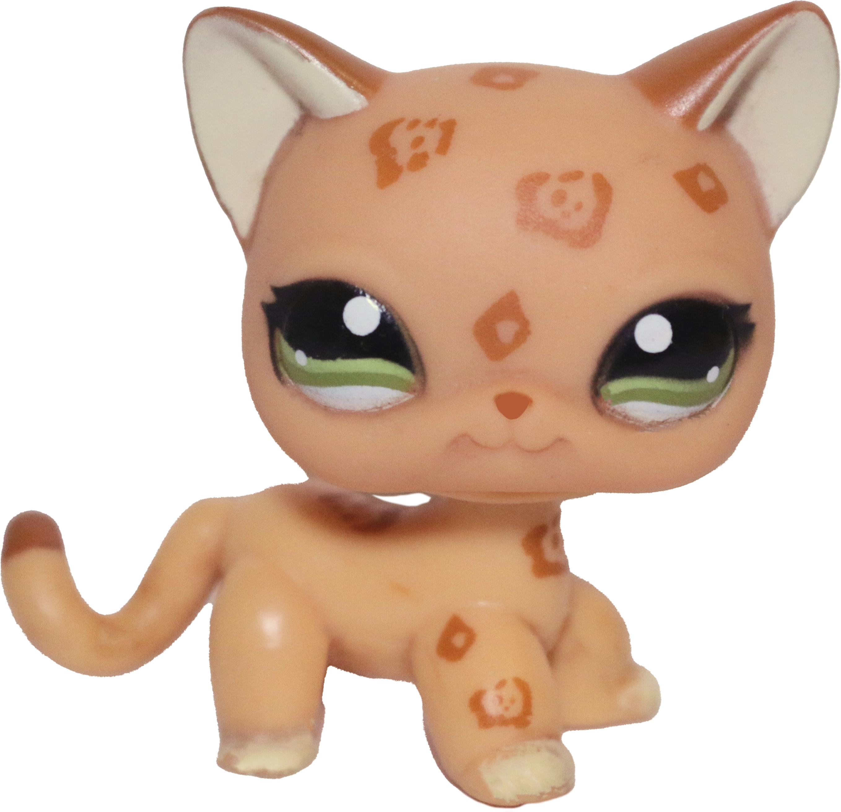 #1120 Shorthair Cat
