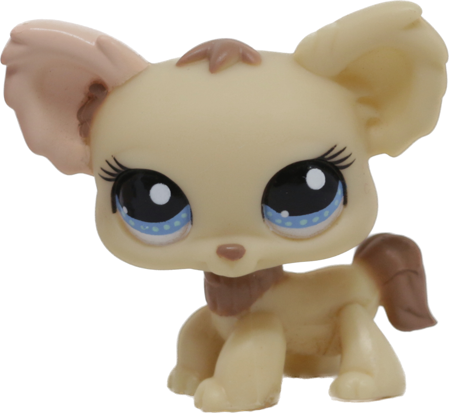 #1171 Chihuahua