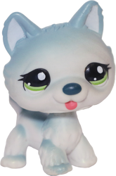 #1563 Husky