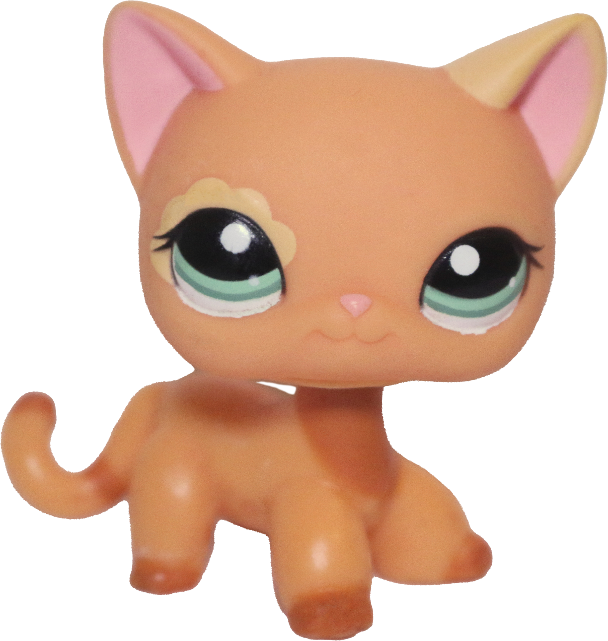 #1643 Shorthair Cat