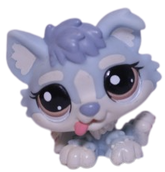 #1683 Husky Puppy