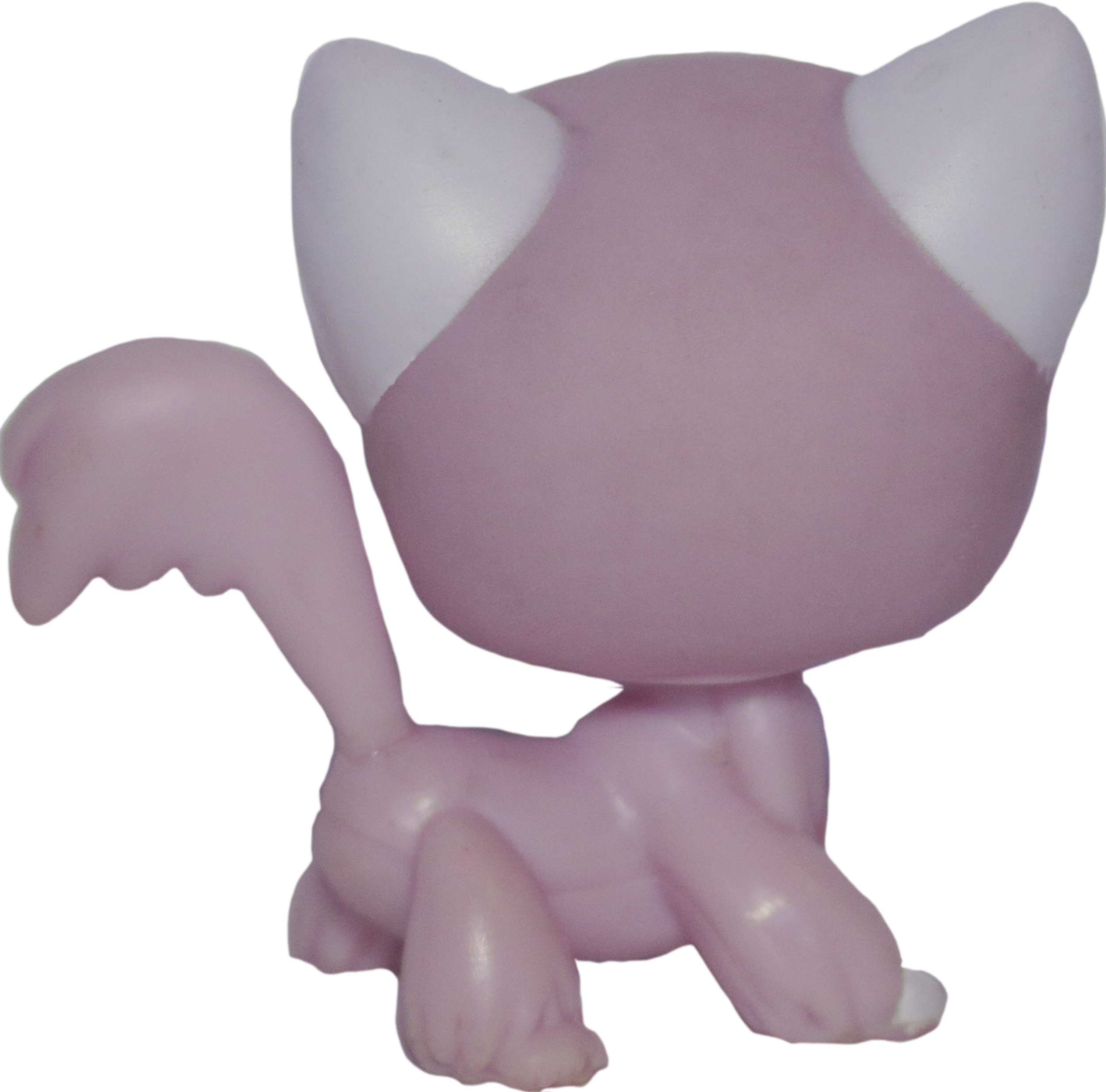 #1726 Angora Longhair Cat