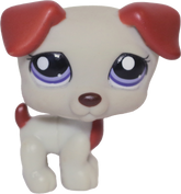 #1743 Jack Russell