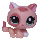 #1818 Kitten