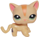 #1905 Shorthair Cat