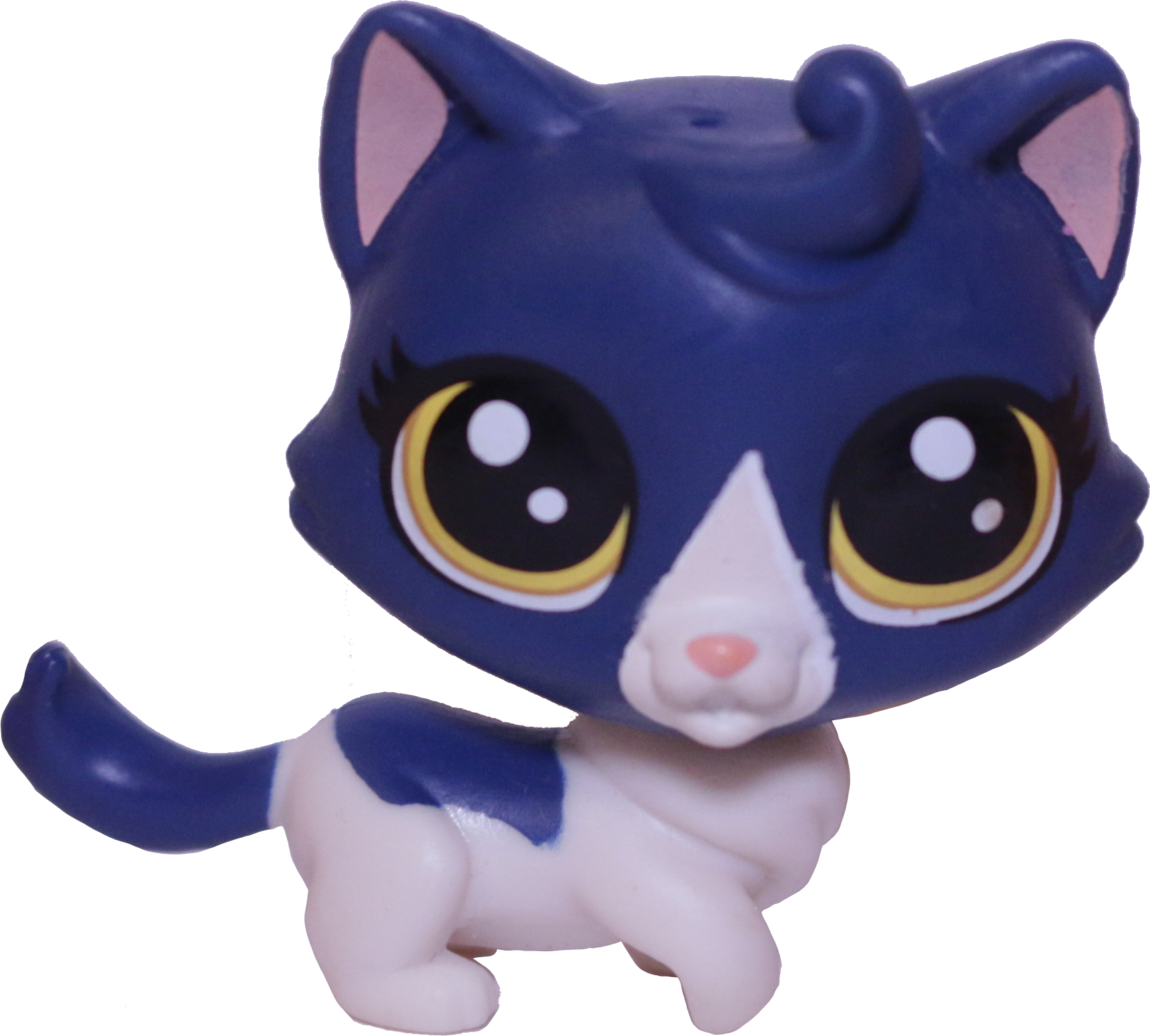 #39 Munchkin Cat "Keena Catley"