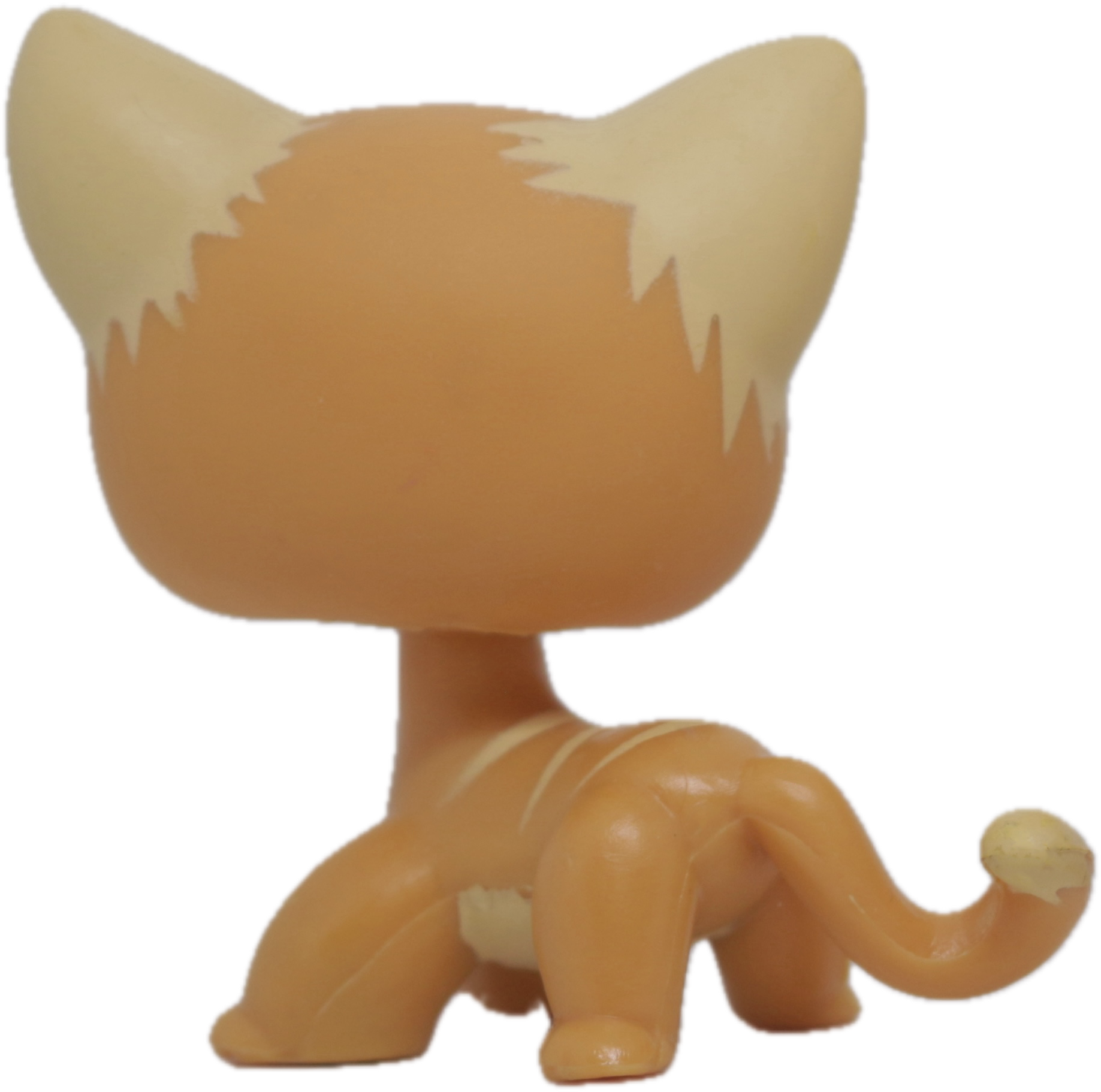 No # Shorthair Cat