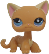 No # Shorthair Cat