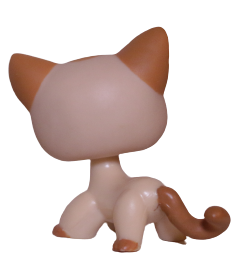 #1024 Shorthair Cat