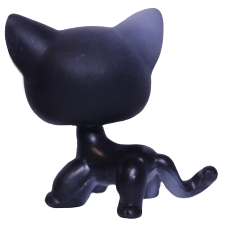 #0336 Shorthair Cat
