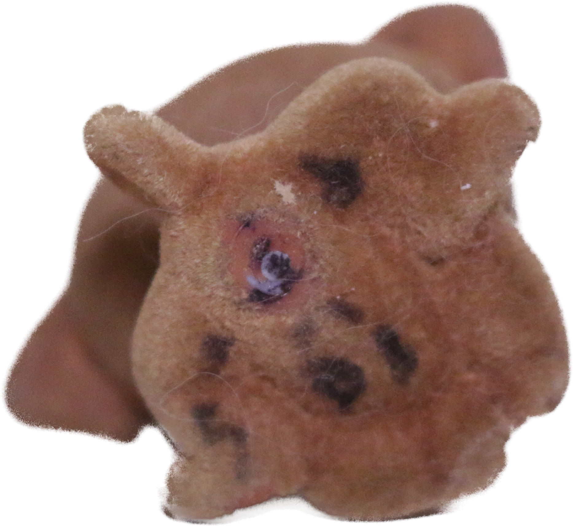 #0439 Pug