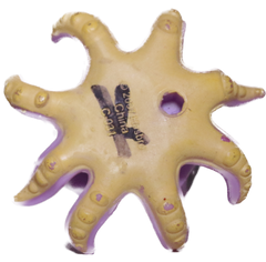 #1309 Octopus