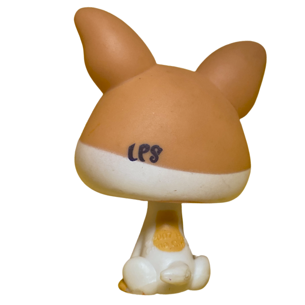 #2072 Chihuahua