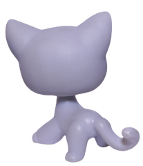 #0246 Shorthair Cat